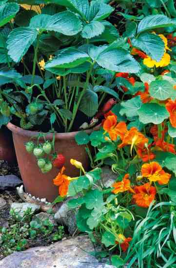 Keep pests and diseases at bay for a delicious garden bounty this season.